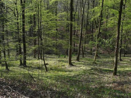 Międzynarodowy Dzień Lasów 21 marca