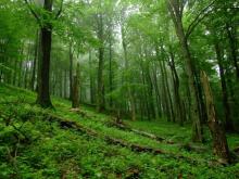 Wielkoobszarowa inwentaryzacja stanu lasu